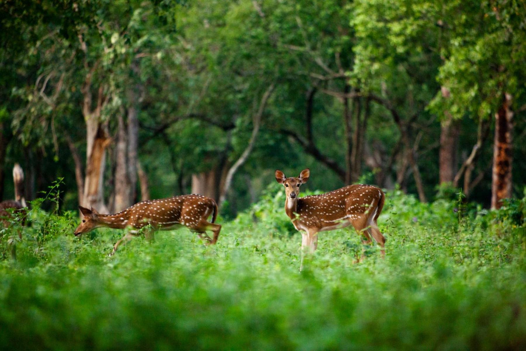 Nature Tones By Brdge Hospitality Maraiyur ภายนอก รูปภาพ